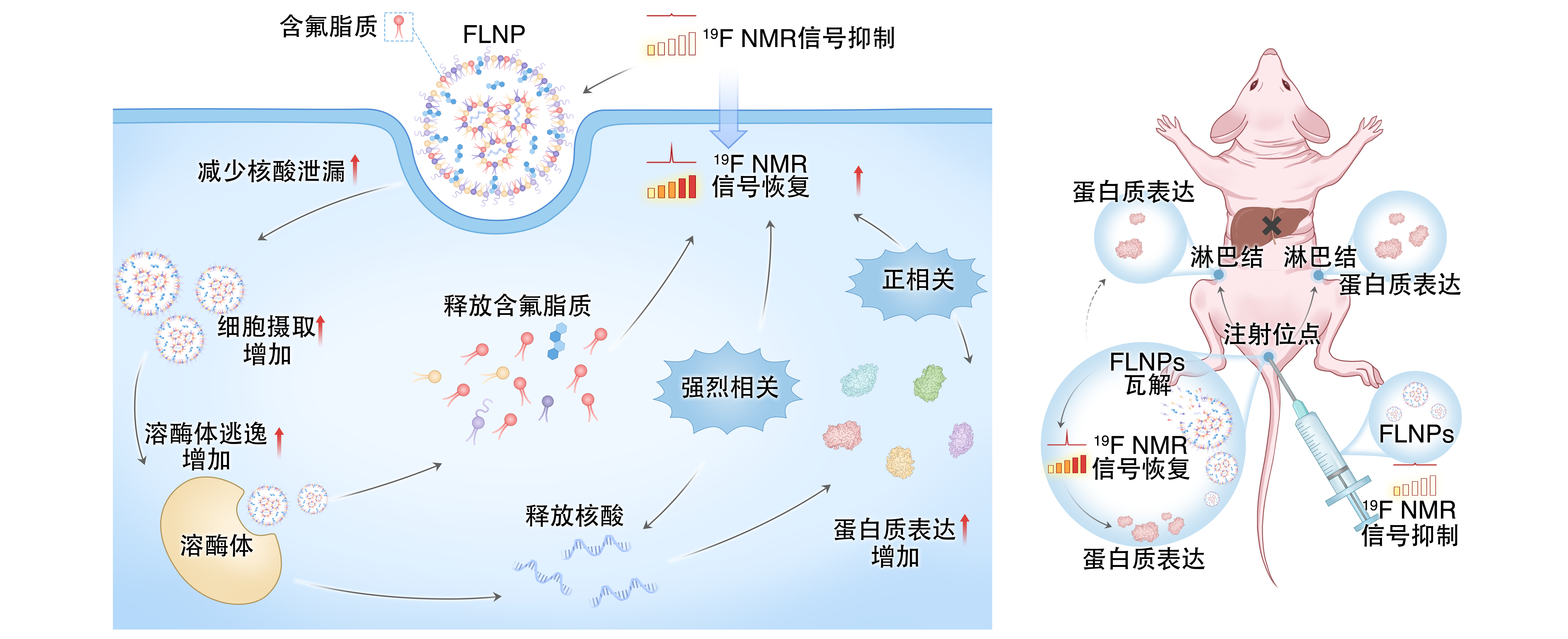让 mRNA 在体内“看得见” 凯发K8在mRNA疫苗递送研究方面取得重要进展